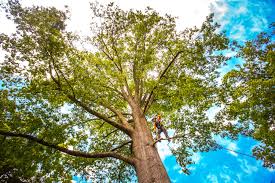 Best Tree Trimming and Pruning  in Louisa, VA